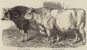 Prijsvee op de Show van de Koninklijke Landbouwmaatschappij in Norwich